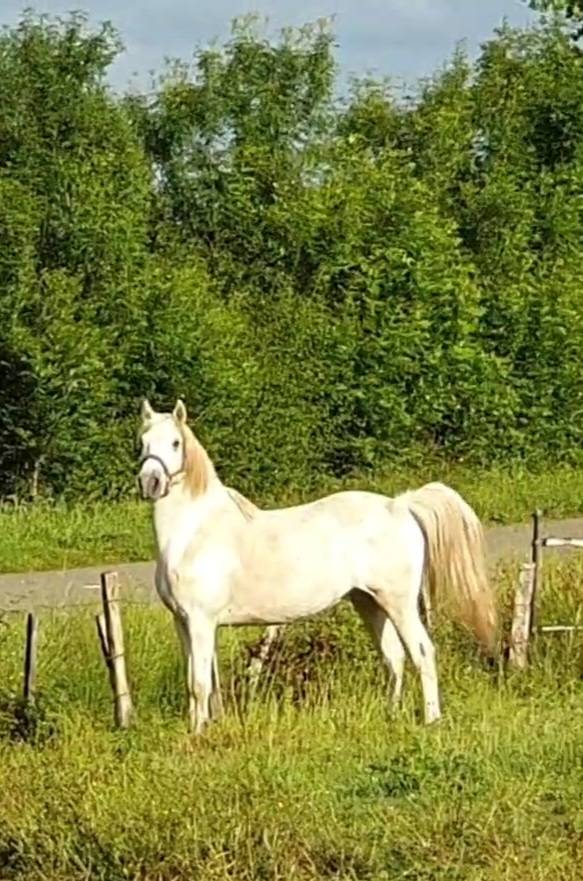 Castrone Camargue In vendita 2023 Grigio ,  Reine des Fa&iuml;sses