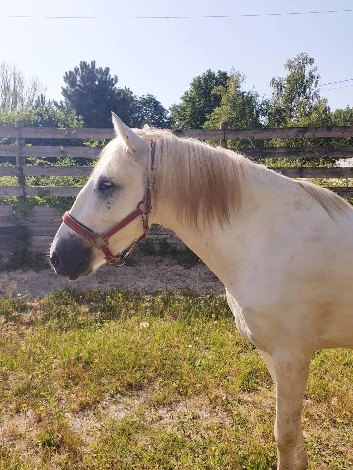 Castrone Camargue In vendita 2023 Grigio ,  Reine des Fa&iuml;sses