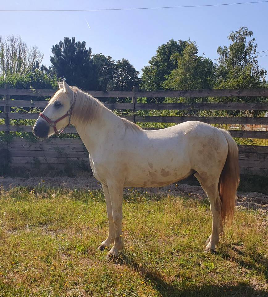 Castrone Camargue In vendita 2023 Grigio ,  Reine des Fa&iuml;sses