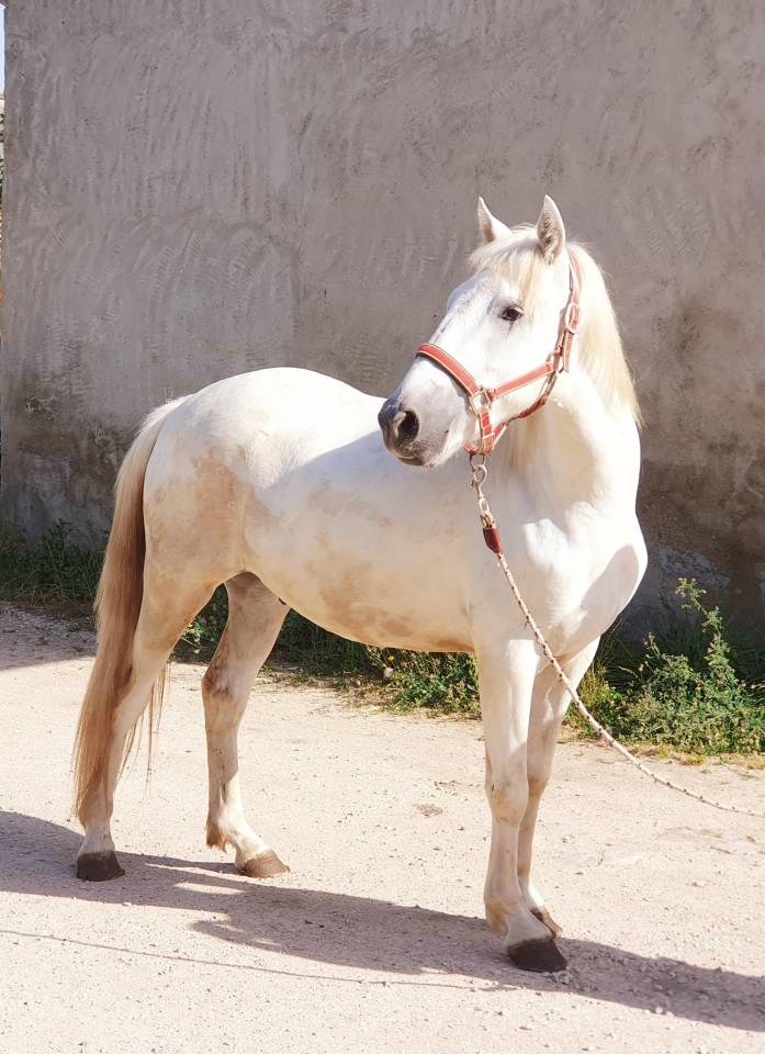 Castrone Camargue In vendita 2023 Grigio ,  Reine des Fa&iuml;sses