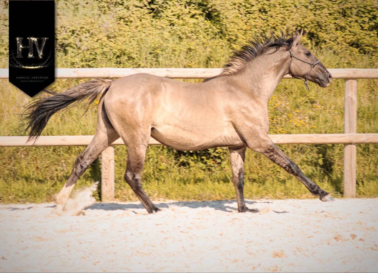 Puledra KWPN Cavallo da Sport Neerlandese In vendita 2024 Dun ,  Inefavel