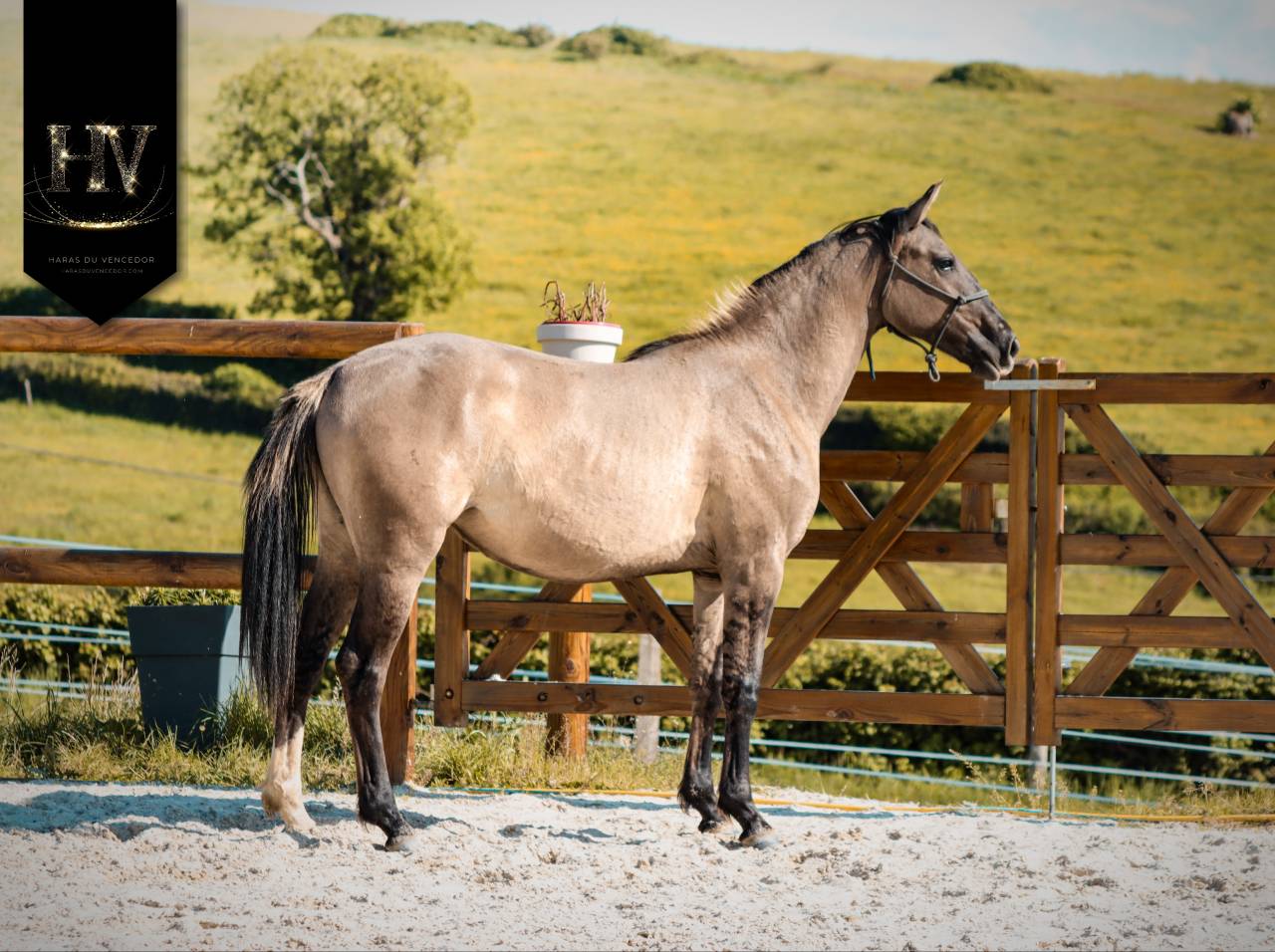 Puledra KWPN Cavallo da Sport Neerlandese In vendita 2024 Dun ,  Inefavel
