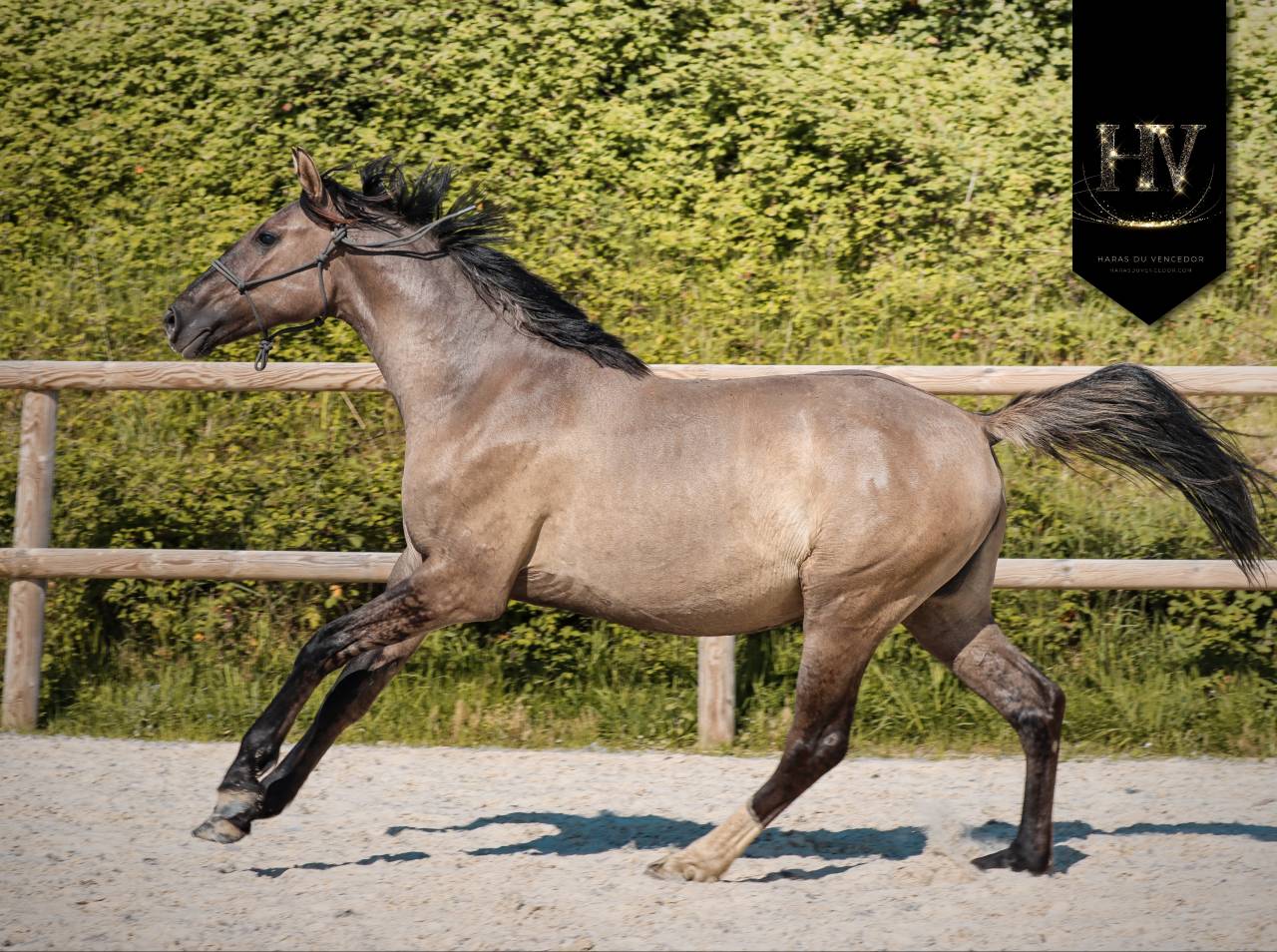 Puledra KWPN Cavallo da Sport Neerlandese In vendita 2024 Dun ,  Inefavel
