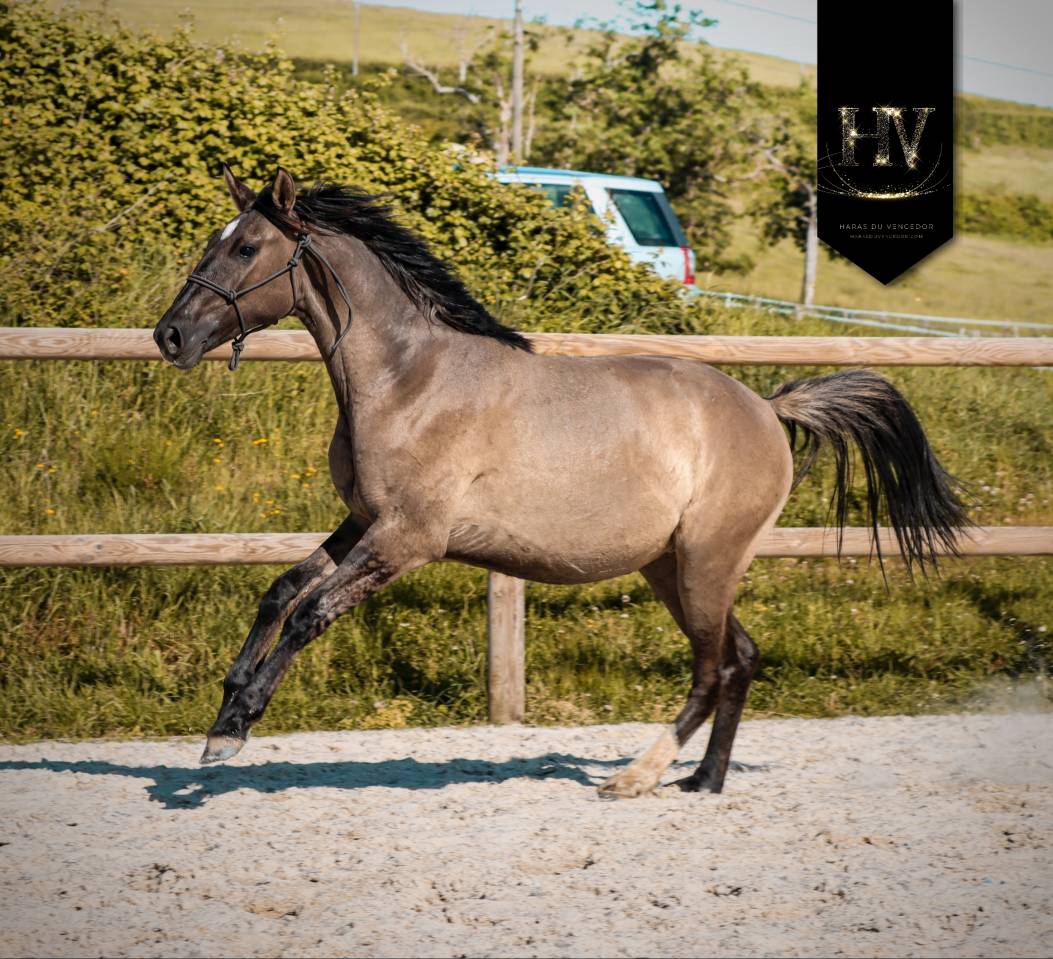 Puledra KWPN Cavallo da Sport Neerlandese In vendita 2024 Dun ,  Inefavel