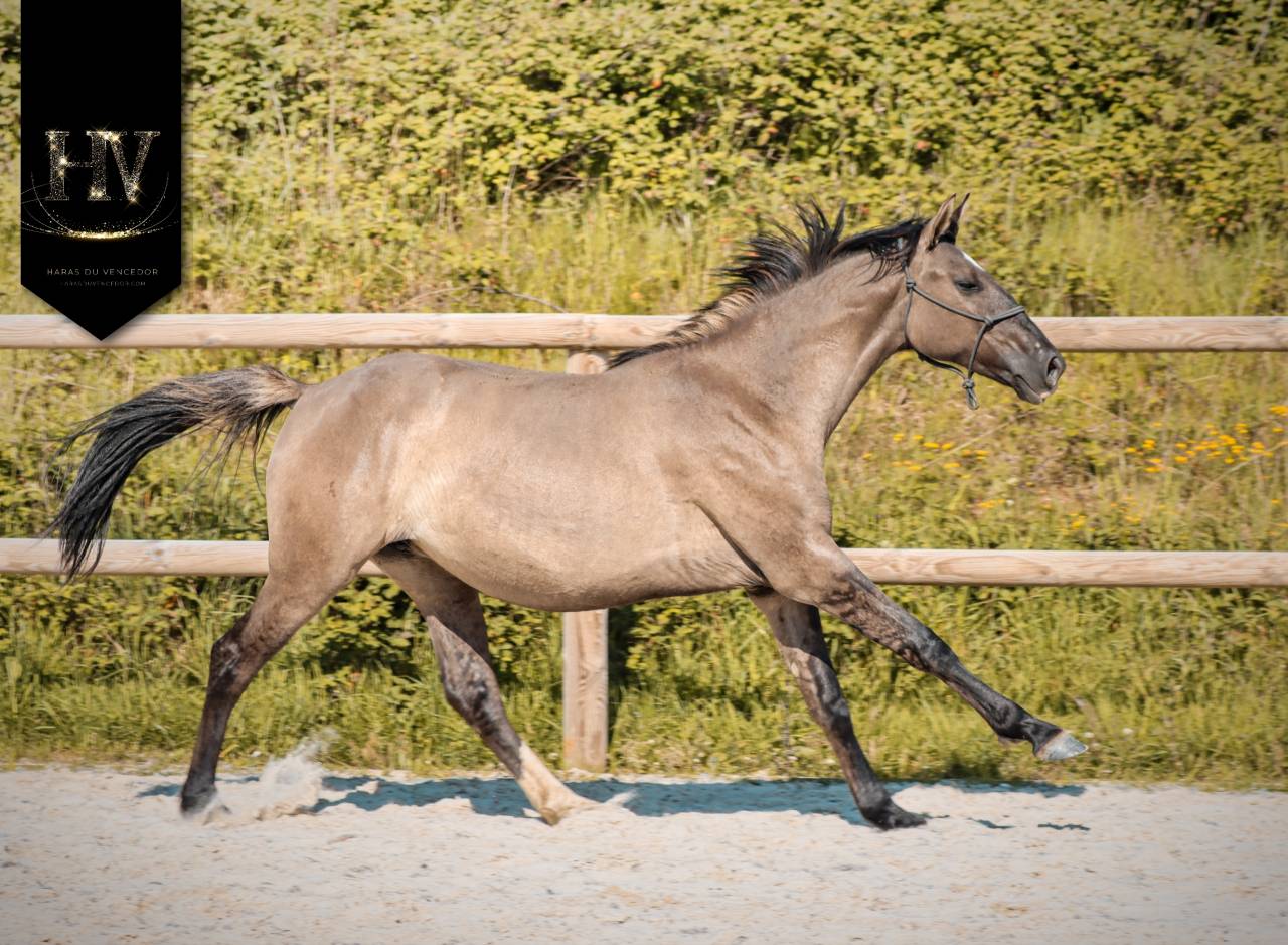 Puledra KWPN Cavallo da Sport Neerlandese In vendita 2024 Dun ,  Inefavel