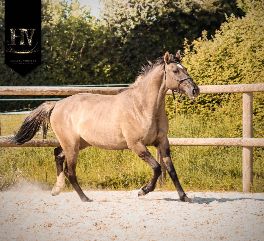 Puledra KWPN Cavallo da Sport Neerlandese In vendita 2024 Dun ,  Inefavel
