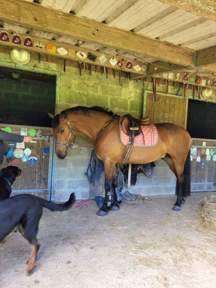 Castrone Cavallo da Sella In vendita 2021 Baio ,  Westide Mirah 2