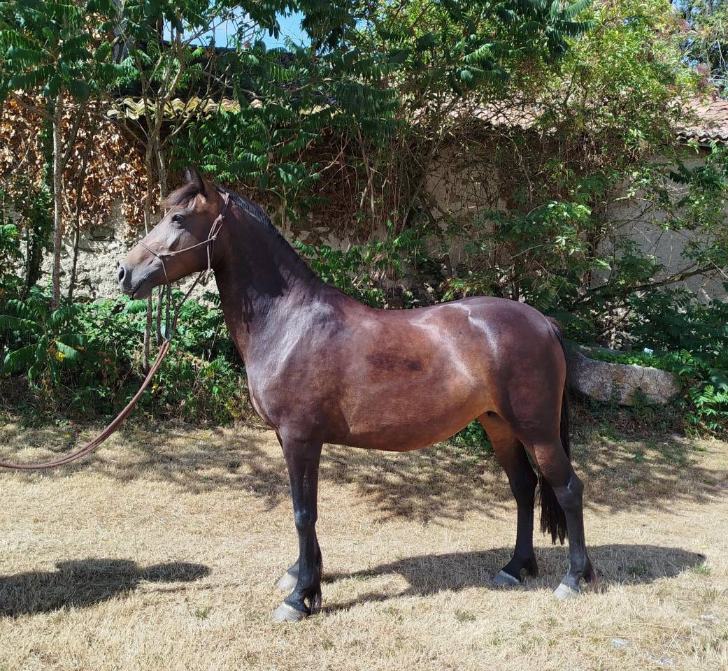 Cavalla Connemara In vendita 2019 Nero ,  TITUS DE LIAF