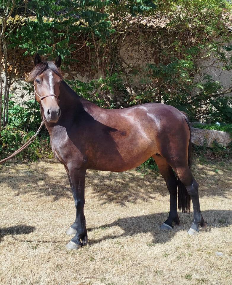 Cavalla Connemara In vendita 2019 Nero ,  TITUS DE LIAF