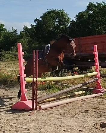 Castrone Connemara In vendita 2022 Baio ,  TITUS DE LIAF