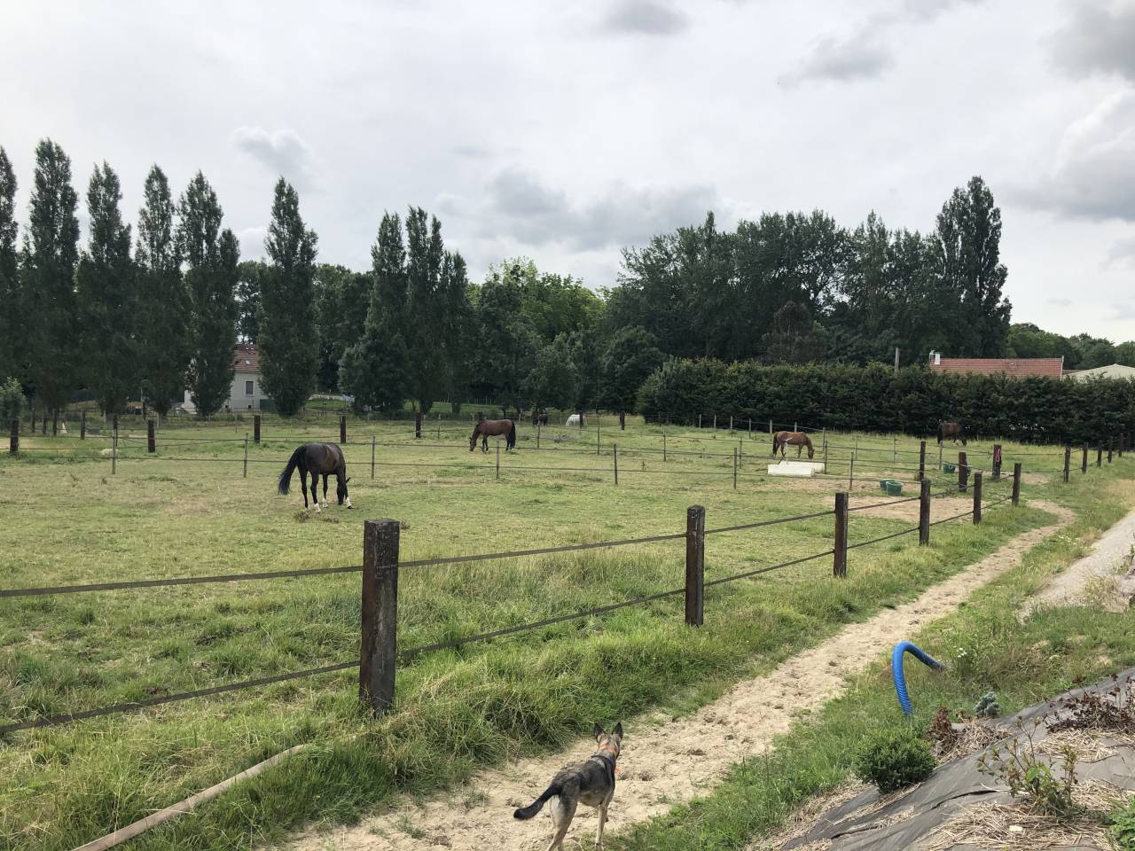 Centro ippico In vendita Seine-et-Marne