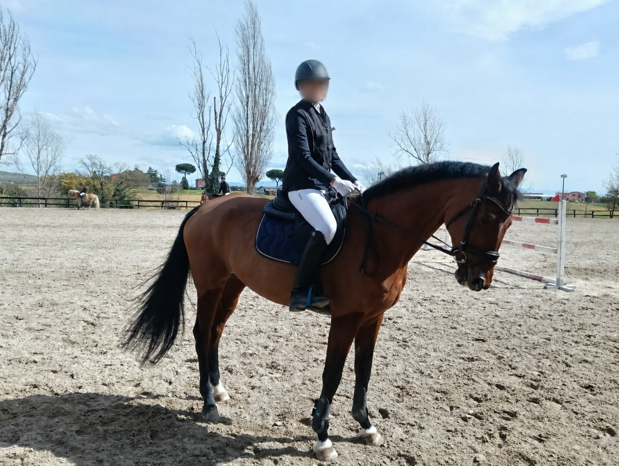 Prestigiosa Sella Italiano (2012) USTINOV x ARGENTINUS