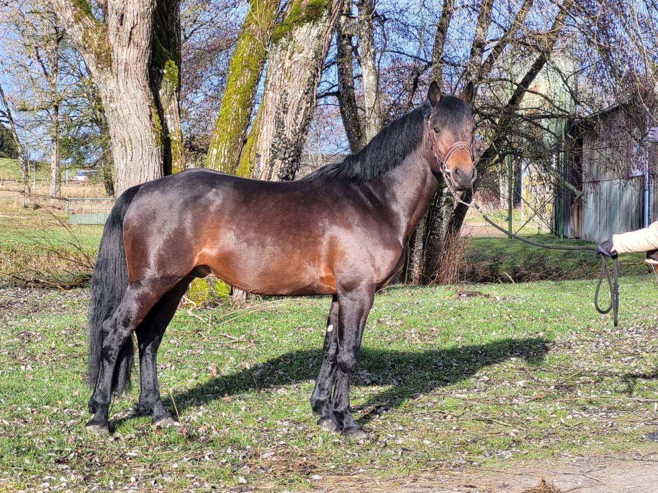 Stallone Connemara In vendita 2015 Baio