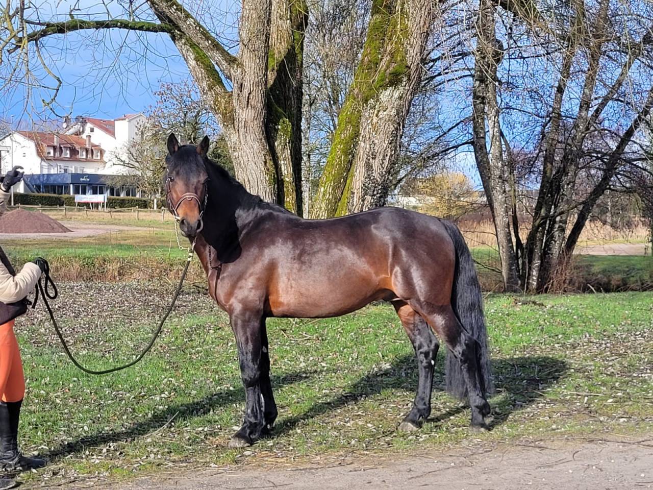 Stallone Connemara In vendita 2015 Baio