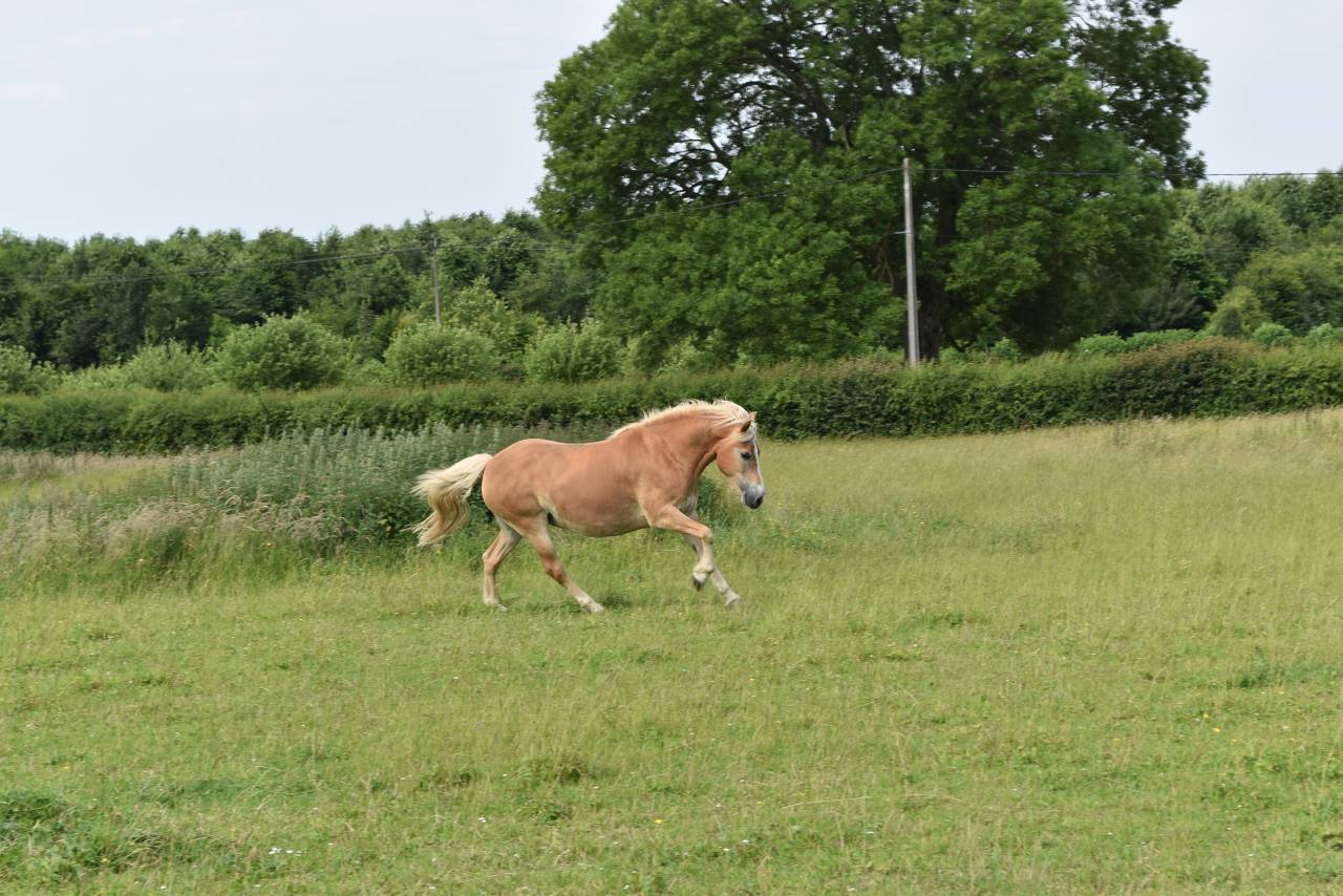 Cavalla Haflinger In vendita 2012 Sauro ,  liz Alcantara