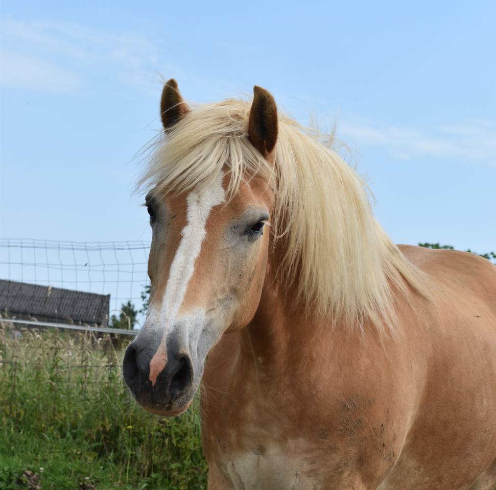 Cavalla Haflinger In vendita 2012 Sauro ,  liz Alcantara