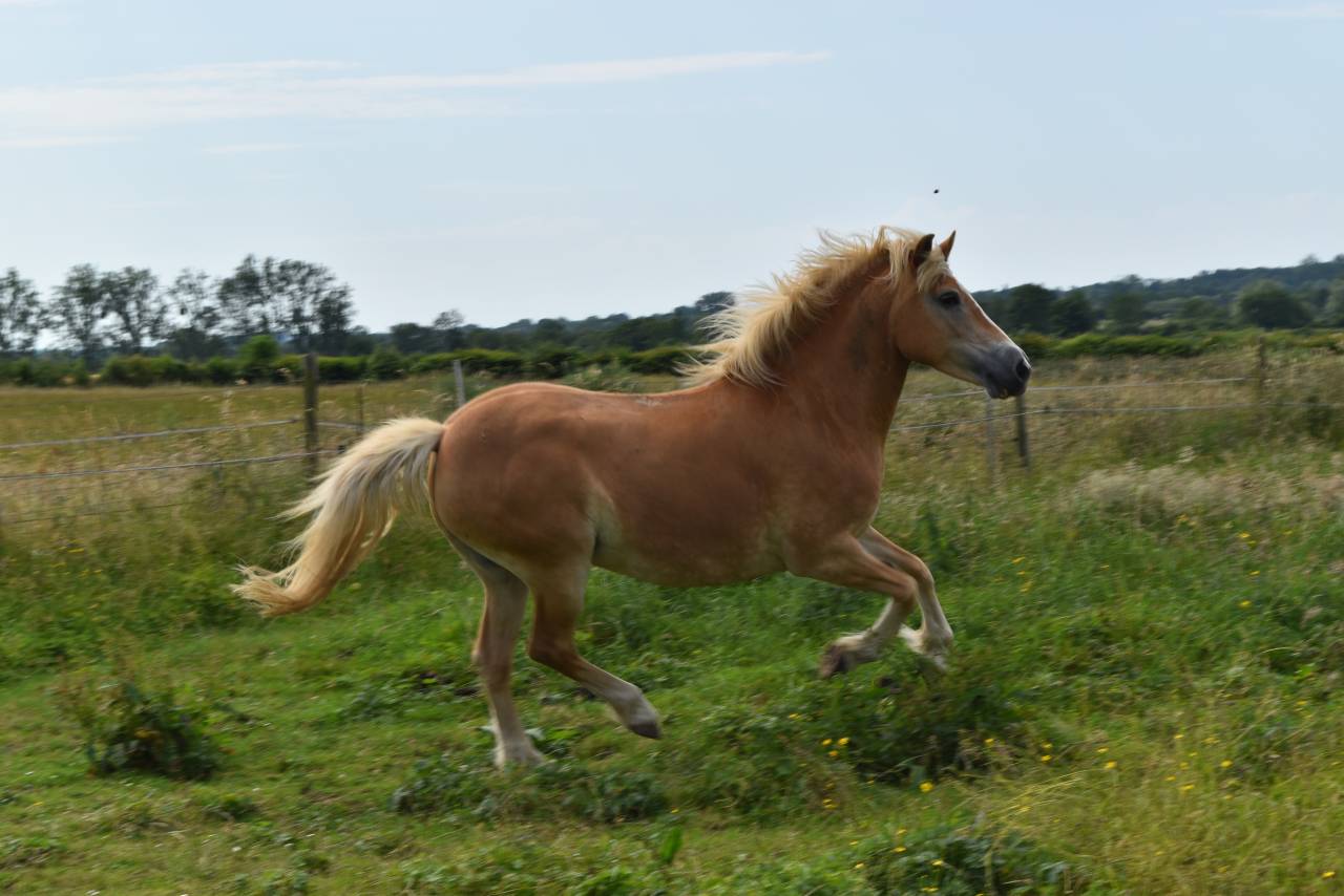 Cavalla Haflinger In vendita 2012 Sauro ,  liz Alcantara