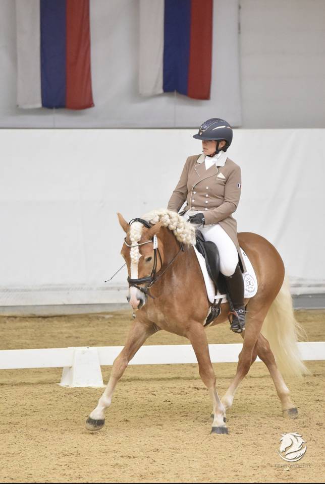 Santa cruz  - Haflinger 2018 ,  SULTAN