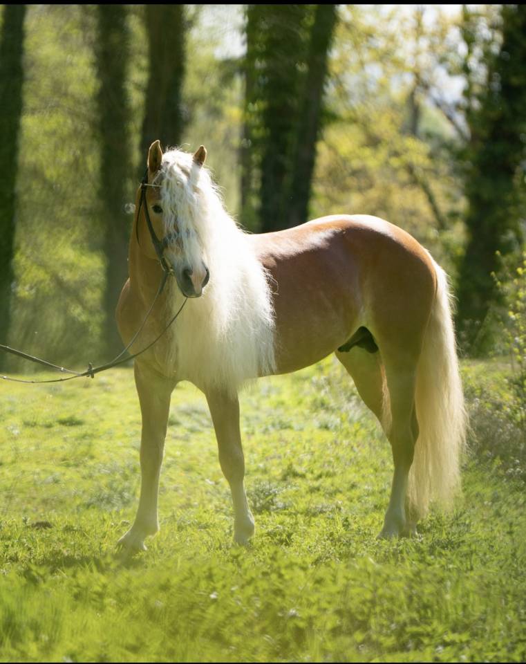 Santa cruz  - Haflinger 2018 ,  SULTAN