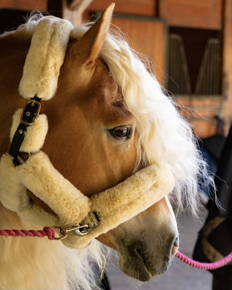 Santa cruz  - Haflinger 2018 ,  SULTAN