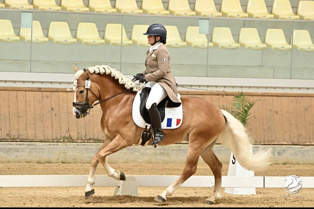 Santa cruz  - Haflinger 2018 ,  SULTAN
