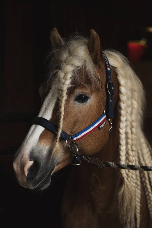 Santa cruz  - Haflinger 2018 ,  SULTAN