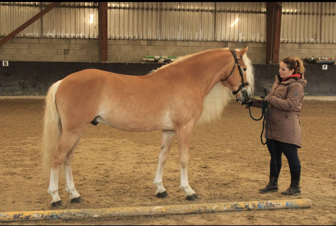 Santa cruz  - Haflinger 2018 ,  SULTAN
