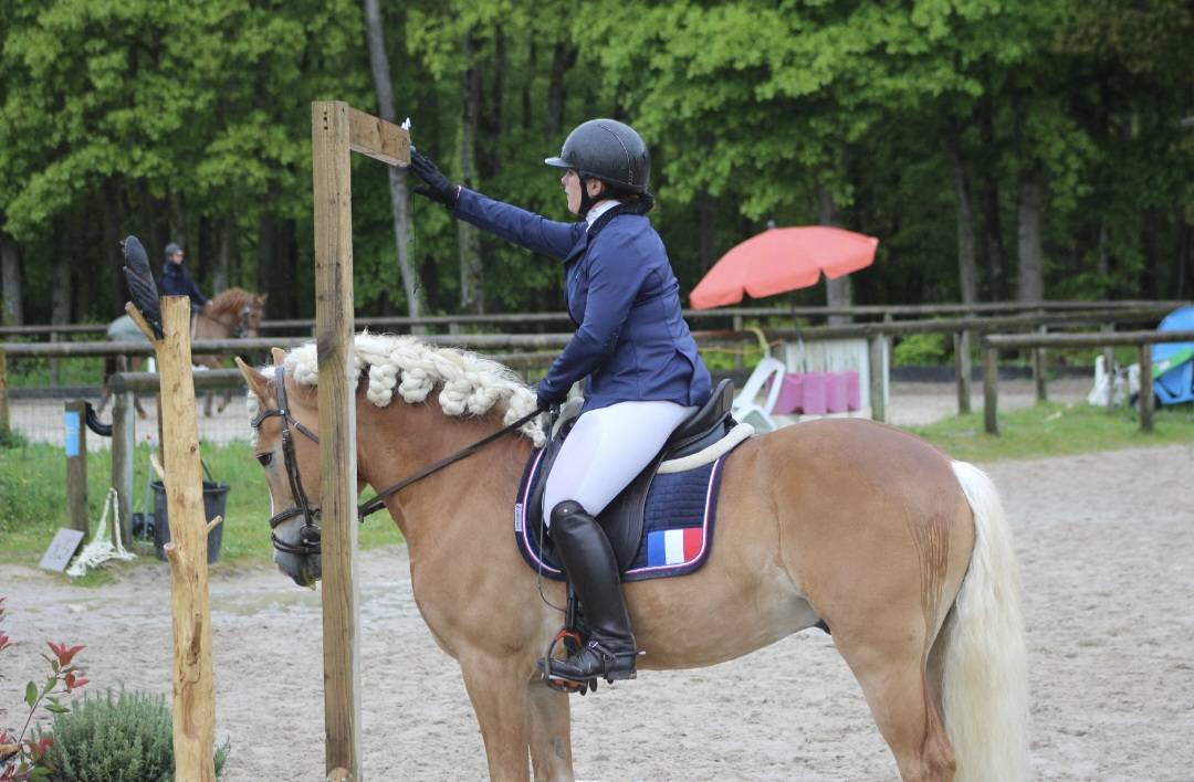 Santa cruz  - Haflinger 2018 ,  SULTAN