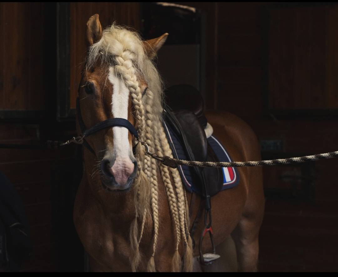 Santa cruz  - Haflinger 2018 ,  SULTAN