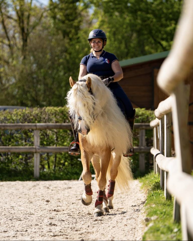 Santa cruz  - Haflinger 2018 ,  SULTAN