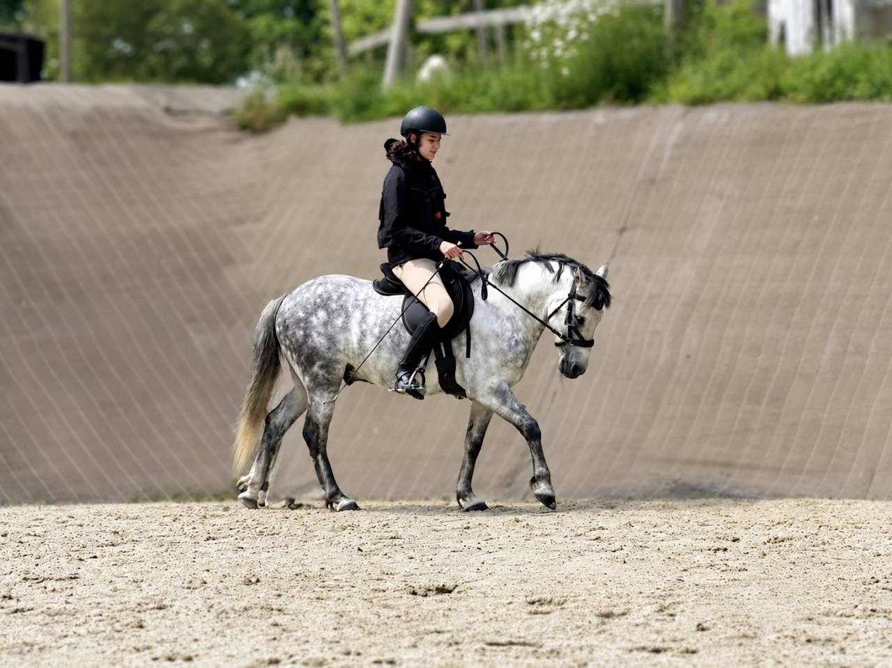 Castrone PFS Pony Francese da Sella In vendita 2016 Grigio ,  Golden hero 2