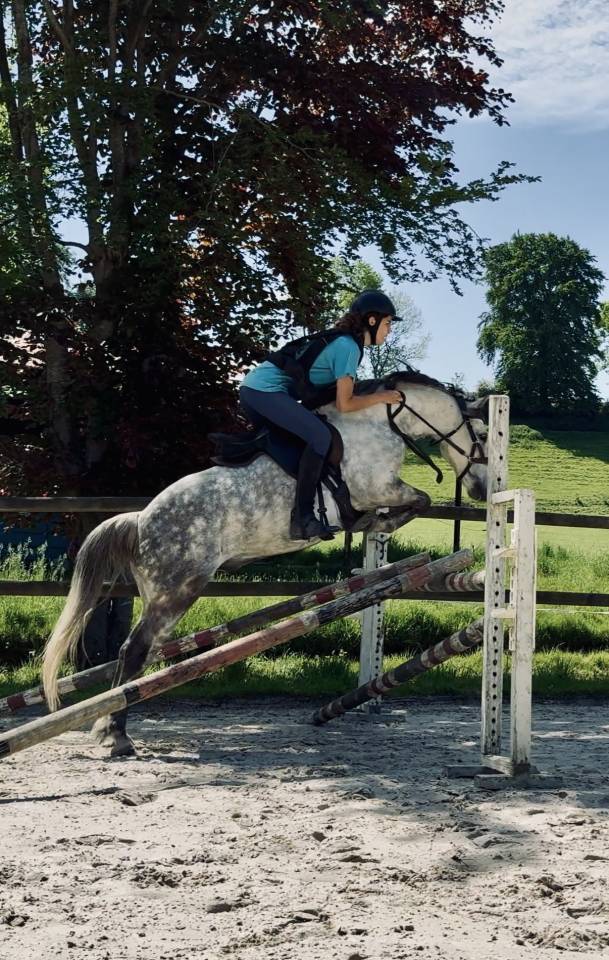 Castrone PFS Pony Francese da Sella In vendita 2016 Grigio ,  Golden hero 2