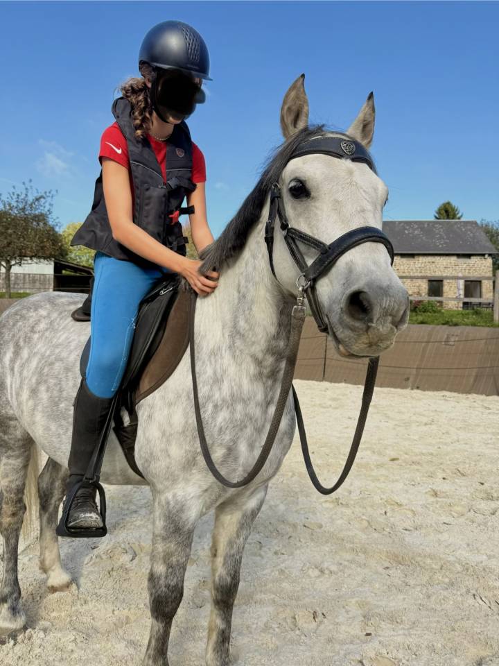 Castrone PFS Pony Francese da Sella In vendita 2016 Grigio ,  Golden hero 2