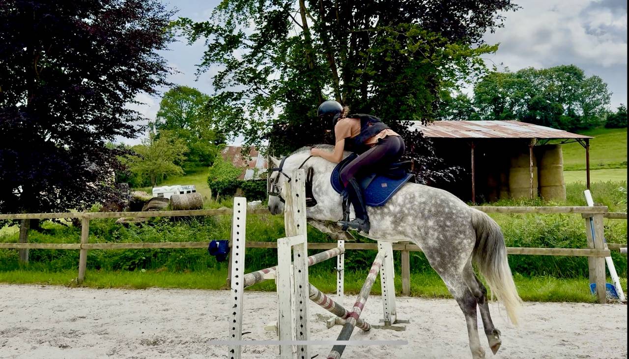 Castrone PFS Pony Francese da Sella In vendita 2016 Grigio ,  Golden hero 2