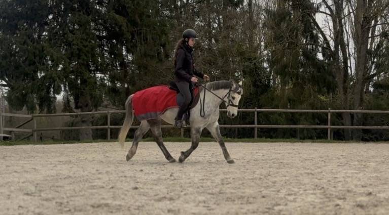 Castrone PFS Pony Francese da Sella In vendita 2016 Grigio ,  Golden hero 2
