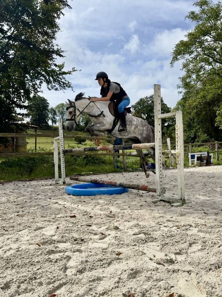 Castrone PFS Pony Francese da Sella In vendita 2016 Grigio ,  Golden hero 2