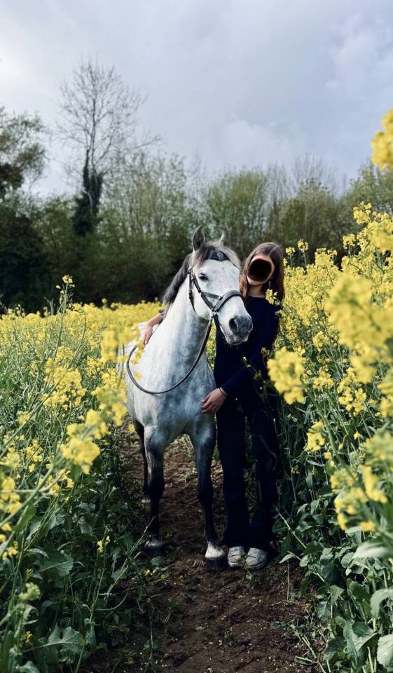 Castrone PFS Pony Francese da Sella In vendita 2016 Grigio ,  Golden hero 2