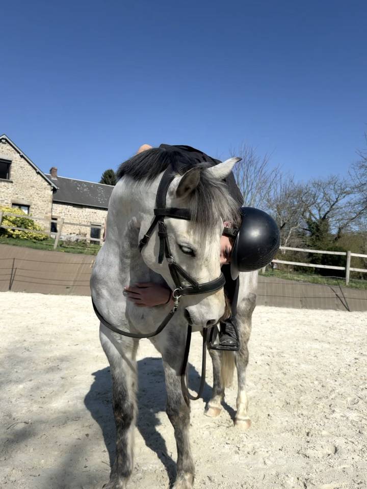 Castrone PFS Pony Francese da Sella In vendita 2016 Grigio ,  Golden hero 2