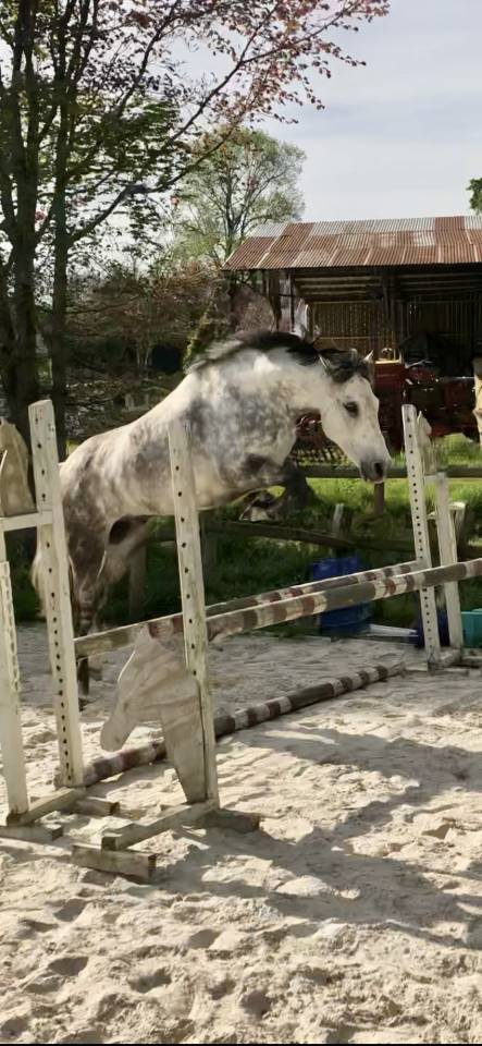 Castrone PFS Pony Francese da Sella In vendita 2016 Grigio ,  Golden hero 2