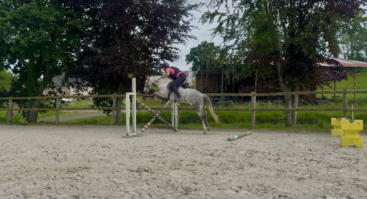 Castrone PFS Pony Francese da Sella In vendita 2016 Grigio ,  Golden hero 2