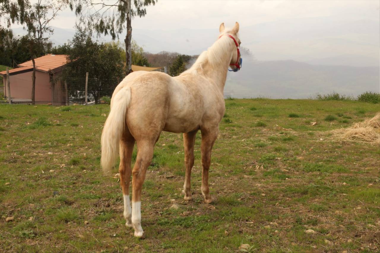 PAINT HORSE 