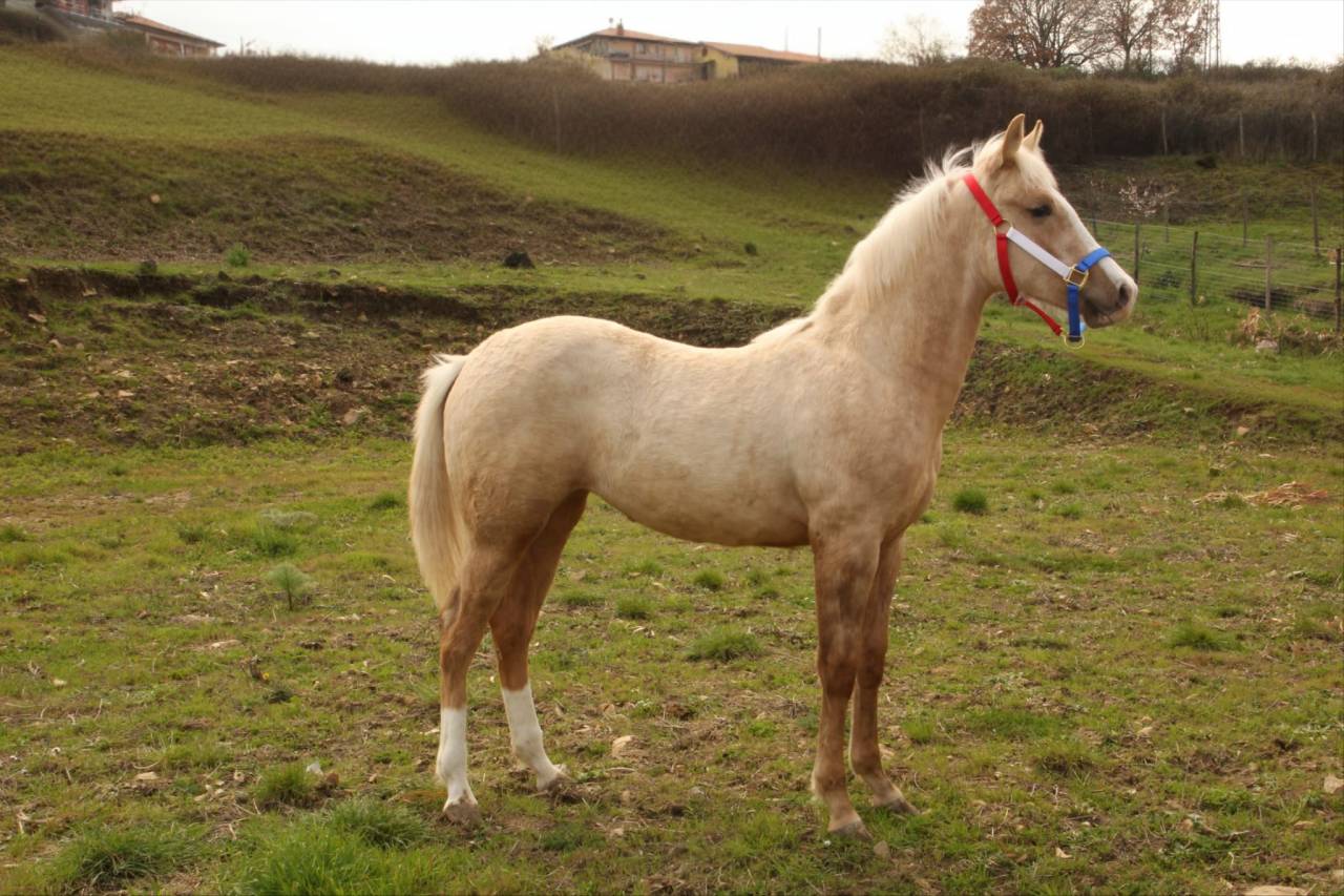 PAINT HORSE 