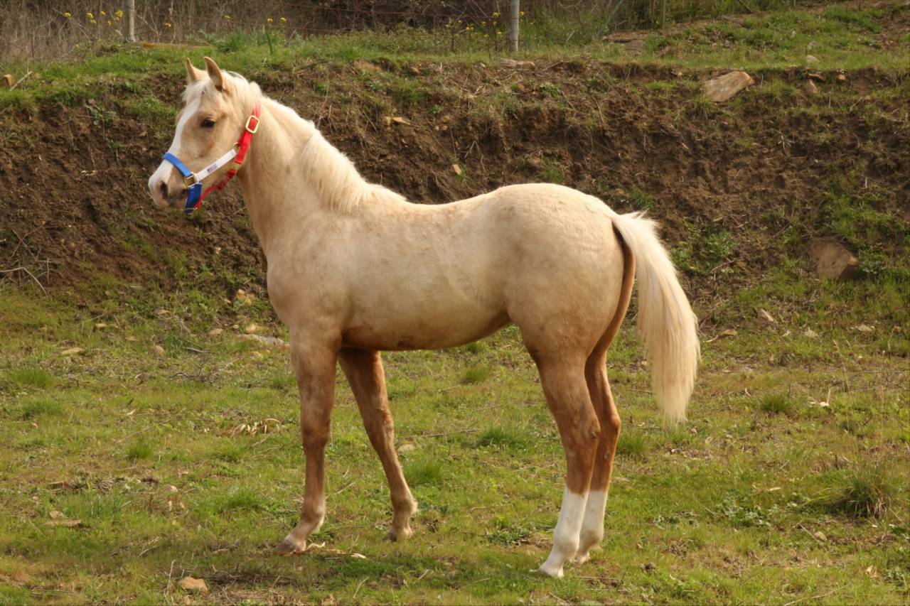 PAINT HORSE 