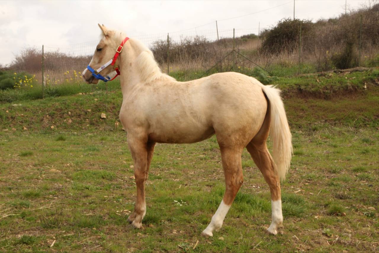 PAINT HORSE 