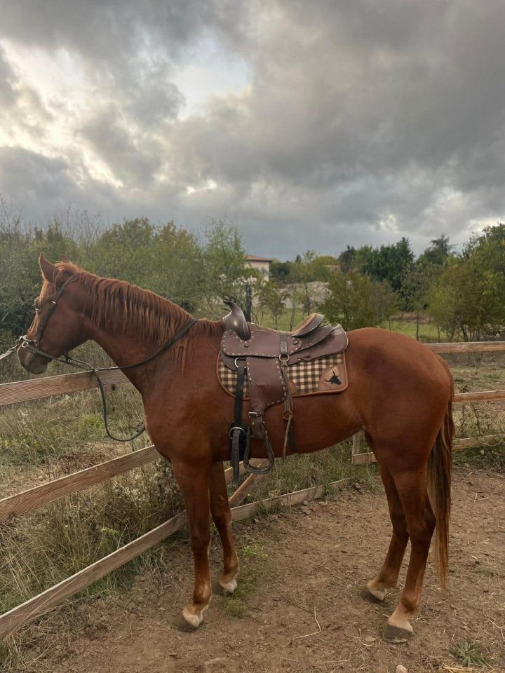 Cavalla PRE Andaluso In vendita 2019 Sauro