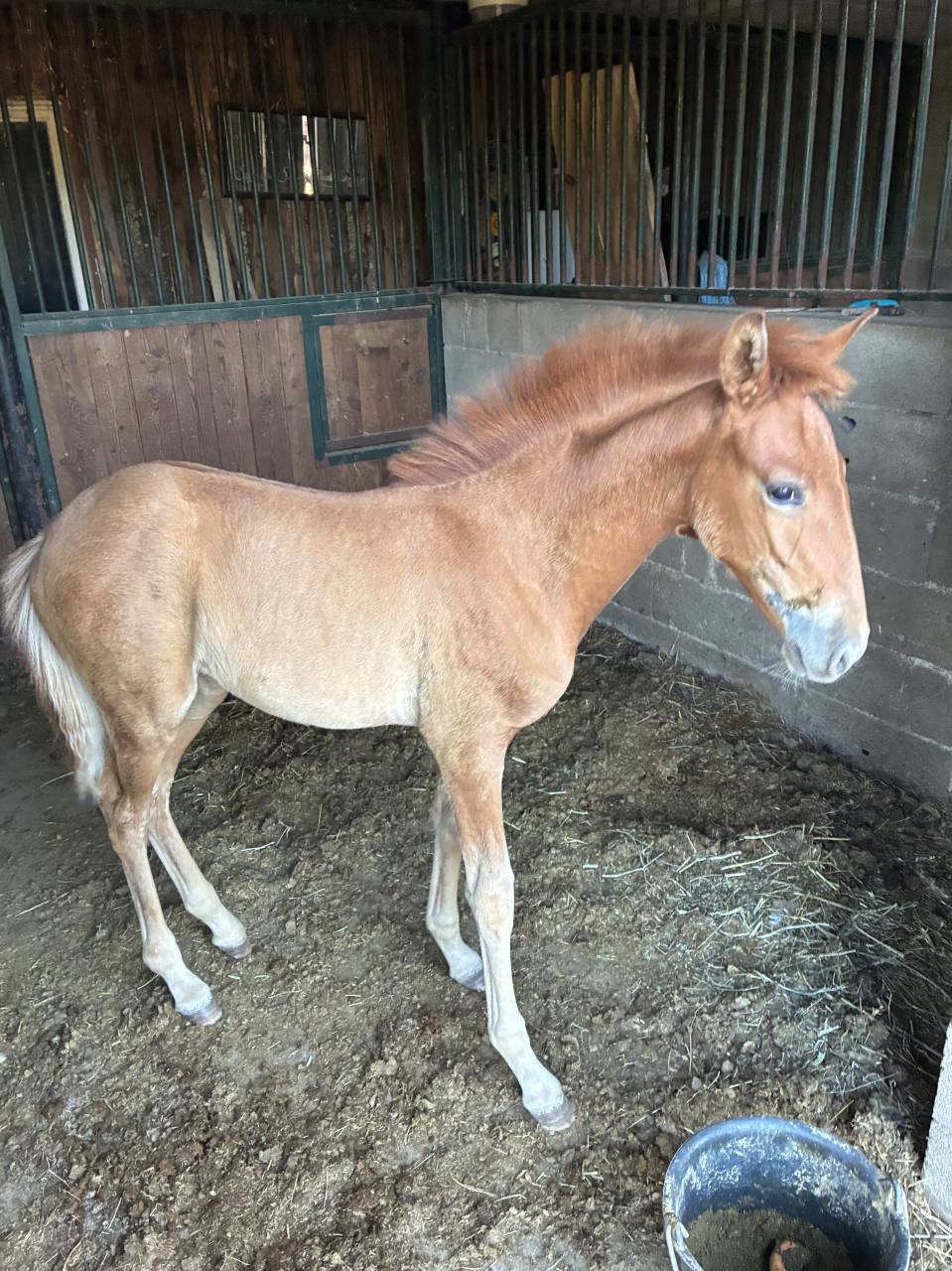 Cavalla PRE Andaluso In vendita 2019 Sauro
