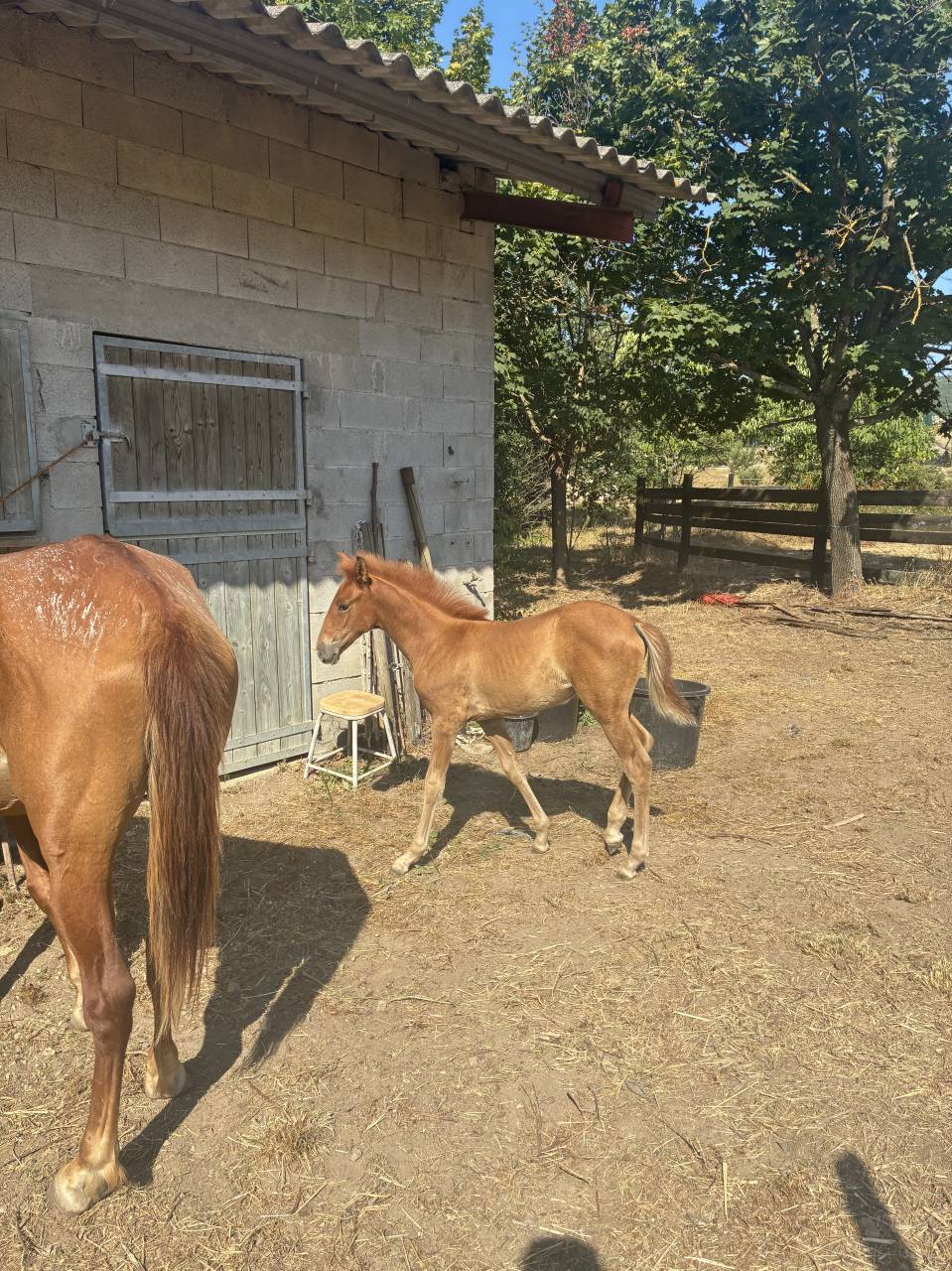 Puledra PRE Andaluso In vendita 2026 Sauro