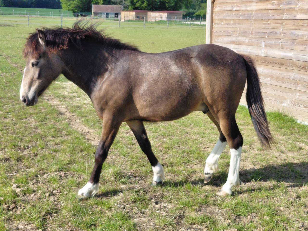 Castrone New Forest In vendita 2025 Isabella ,  Sulaatik's Versage NF