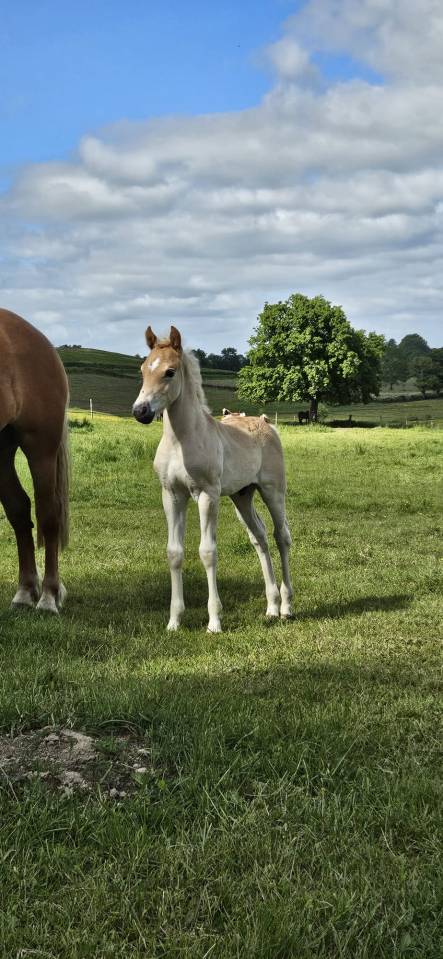 Intero Haflinger In vendita 2026 Sauro ,  AUTAN