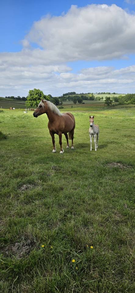 Intero Haflinger In vendita 2026 Sauro ,  AUTAN
